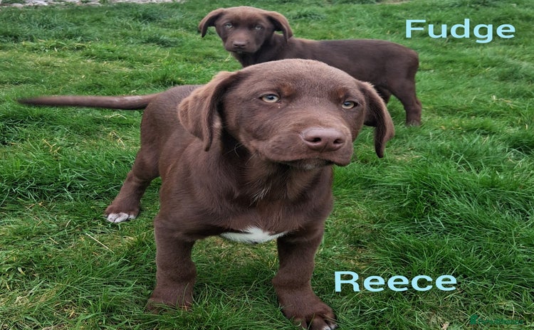 Borador dogs - Advert 14