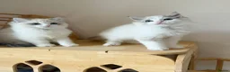 Ragdoll cats for sale: Adorable Ragdoll Kittens - 12 Weeks, Ready Now - Advert 8