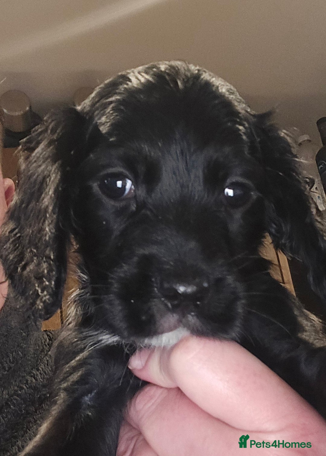 Cocker Spaniel dogs for sale: KC REGISTERED COCKER SPANIEL WORKING LINE PUPS  - Image 24