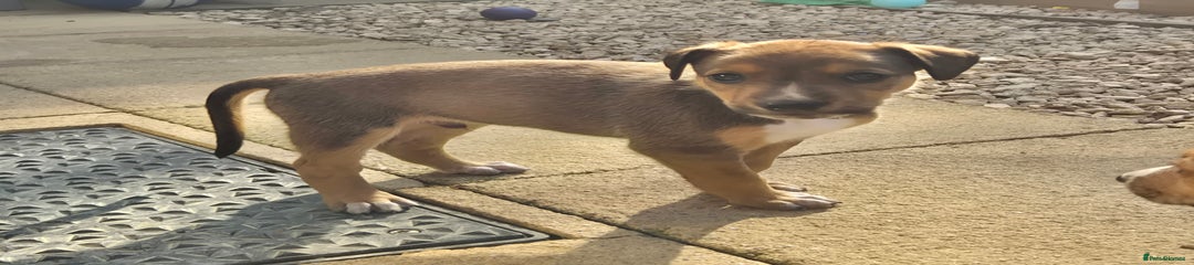 Mixed Breed Puppy 2
