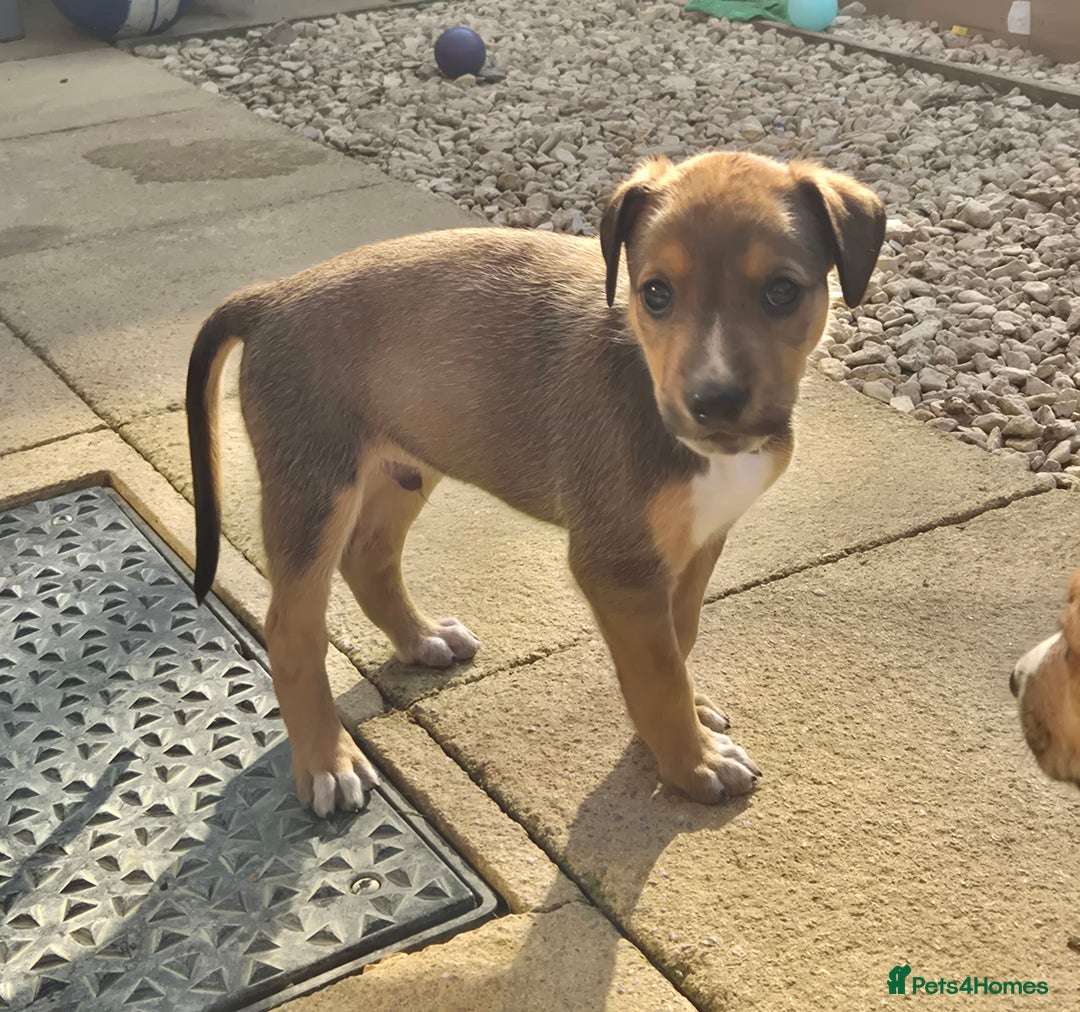 Mixed Breed dogs for sale: Lurcher x staff  in Sturminster Newton - Image 17