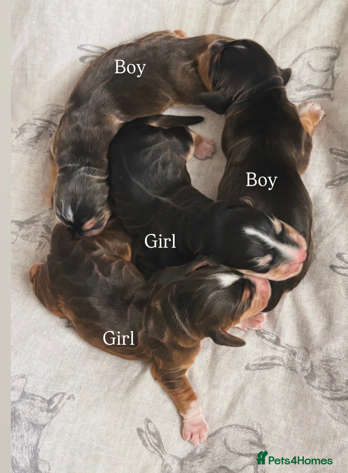 Cocker Spaniel dogs ✨health tested KC registered show type babies✨ - Advert 2
