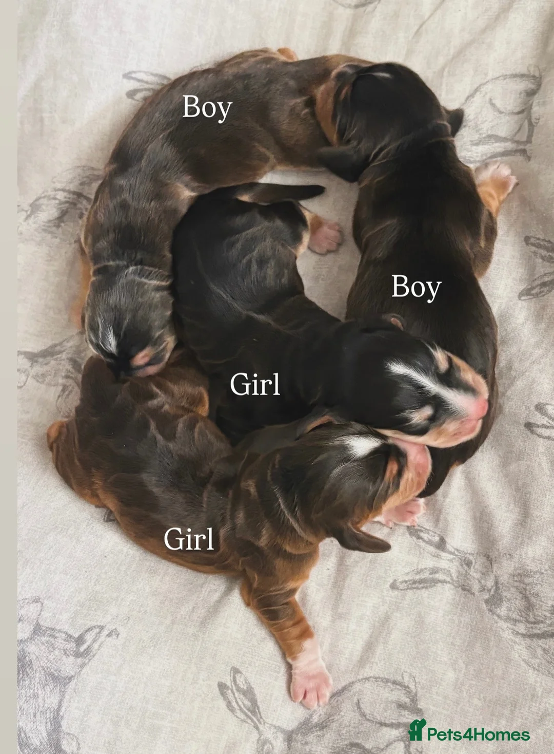 Cocker Spaniel dogs for sale: ✨health tested KC registered show type babies✨ - Advert 2