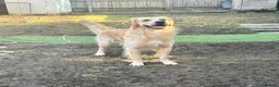 Golden Retriever dogs for sale: Golden Retriever puppys in Harrow London  - Advert 9