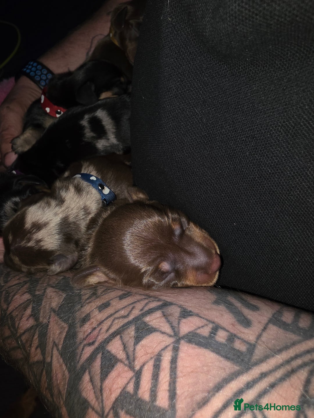 Miniature Dachshund dogs for sale: Miniature Dachshund puppies  - Image 2