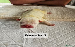 English Bulldog dogs for sale: Kennel club registered English bulldog puppies  - Image 6