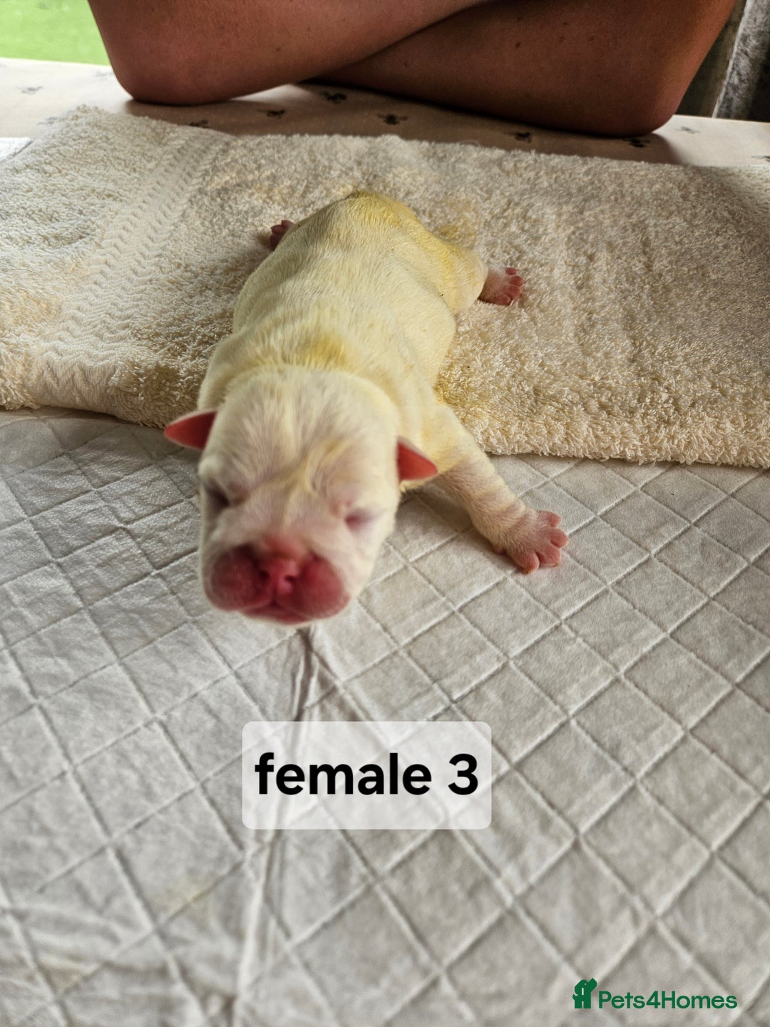 English Bulldog dogs for sale: Kennel club registered English bulldog puppies  - Image 6