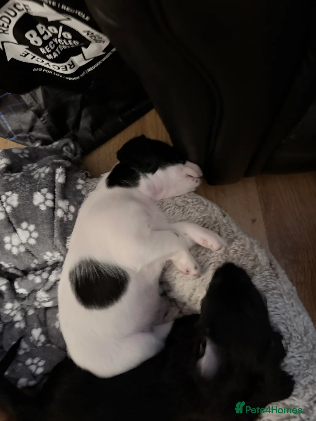 Mixed Breed dogs for sale: 1 boy and 1 girl for sale dashund x poochon - Advert 8