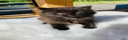 Mixed Breed cats for sale: Fluffy kittens - Advert 4
