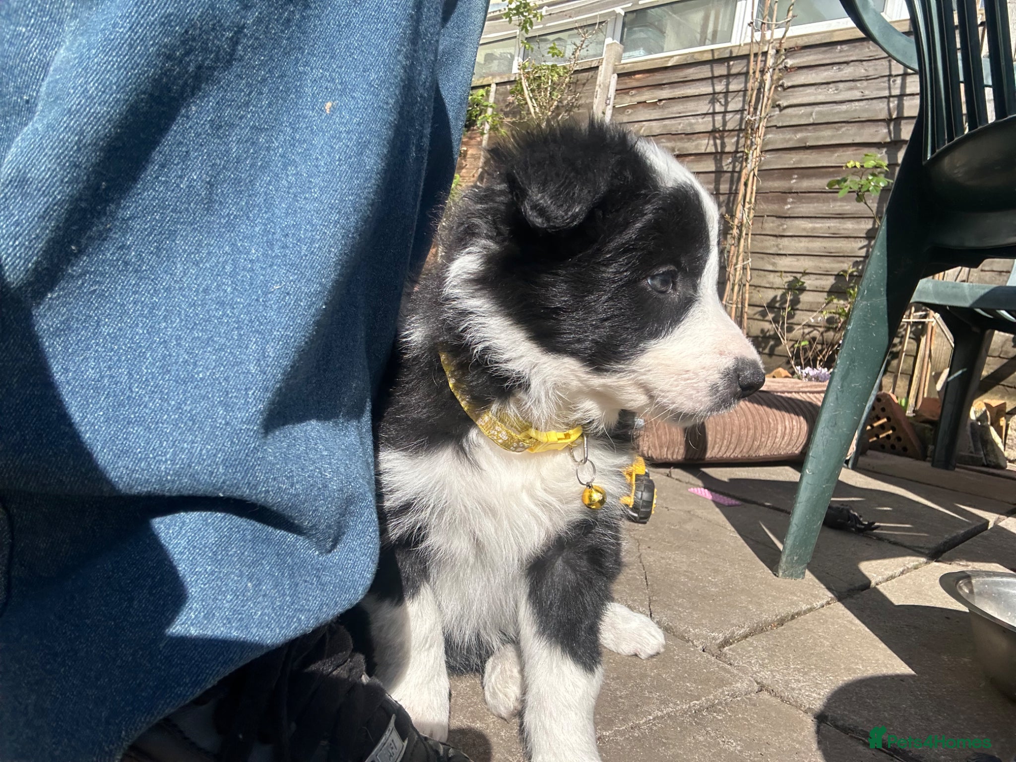 Border Collie dogs One beautiful collie girl - Advert 2