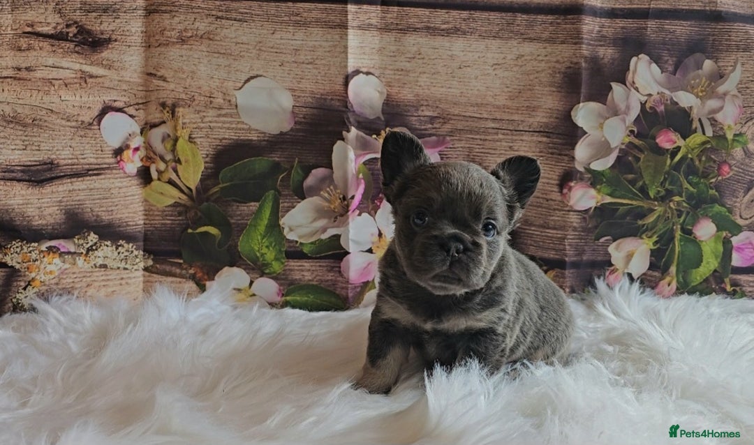French Bulldog dogs for sale: Welcome to the Fluffy Crew 🥰 - Advert 29