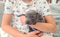 Italian Greyhound dogs for sale: 4 stunning Italian greyhound puppies  - Image 2