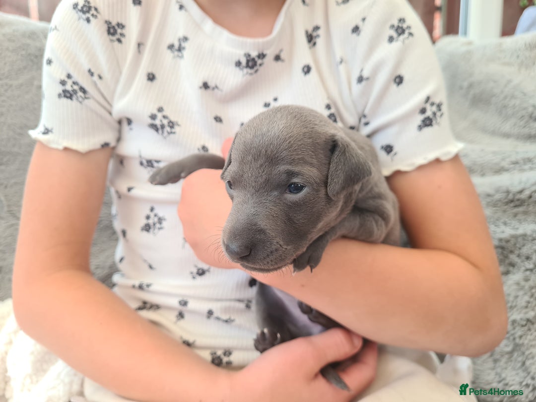 Italian Greyhound dogs for sale: 4 stunning Italian greyhound puppies  - Image 2