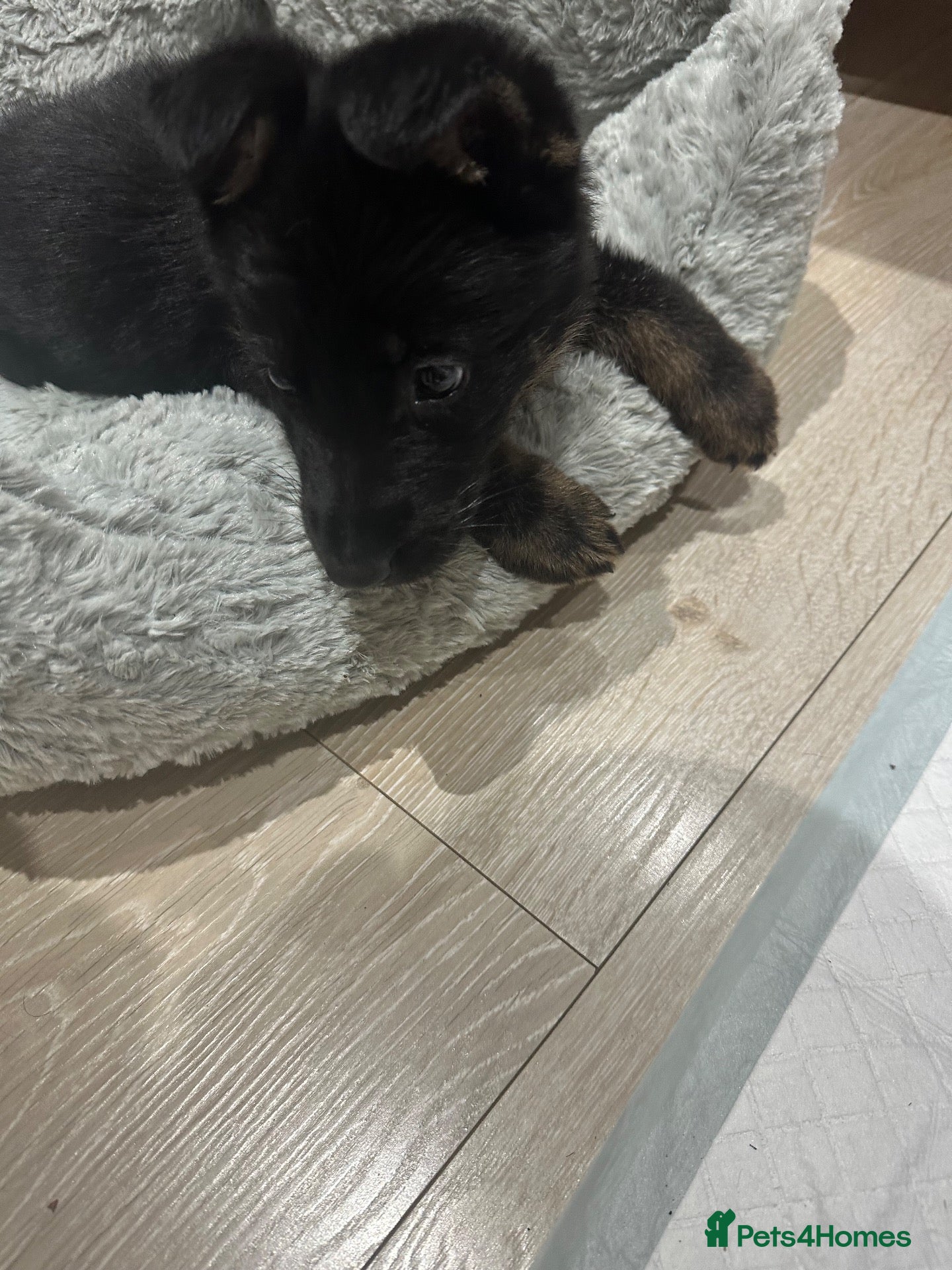 German Shepherd dogs Male  - Advert 1