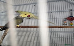 Mixed Breed birds for sale: Indian ringneck  - Image 12