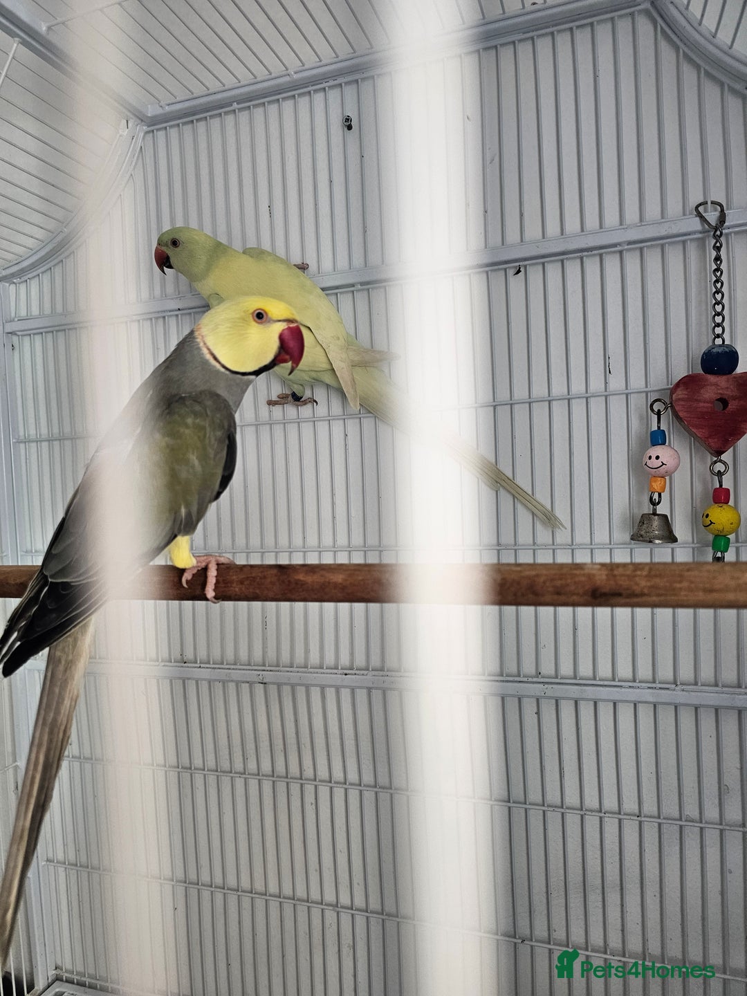 Mixed Breed birds for sale: Indian ringneck  - Image 12