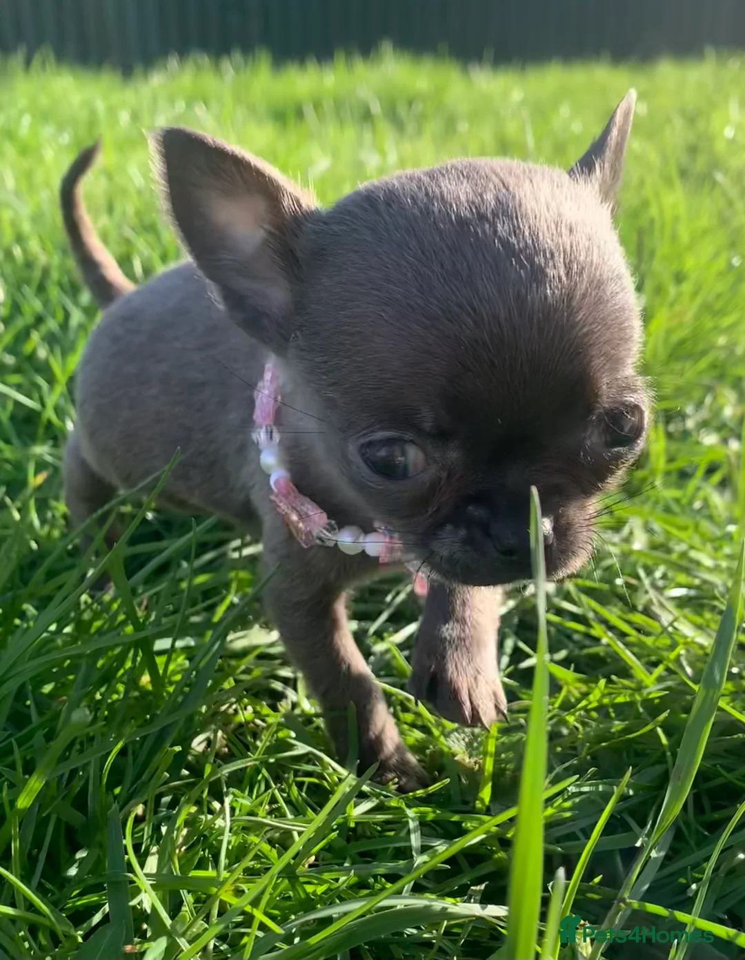 Chihuahua dogs for sale: Chihuahua pedigree 0% related parents in Leeds - Advert 5