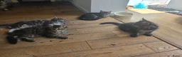 Maine Coon cats for sale: Ready now adorable maine coon Kittens 4bs & 1g - Advert 9