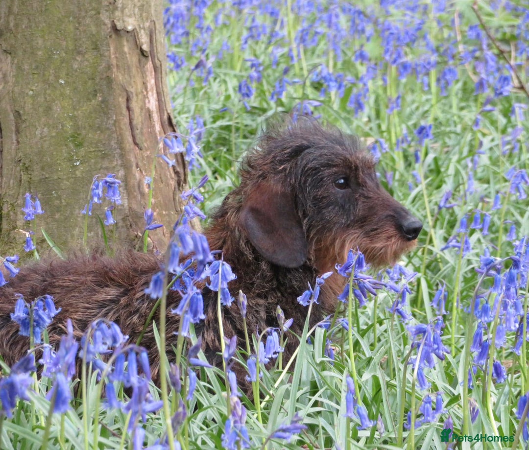Miniature Dachshund dogs for stud: Digby - Advert 4