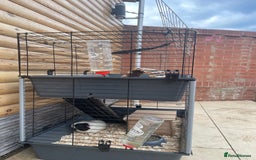 Guinea Pig rodents for sale: For Sale 2 Guinea Pigs With Cage and Accessories  - Image 9