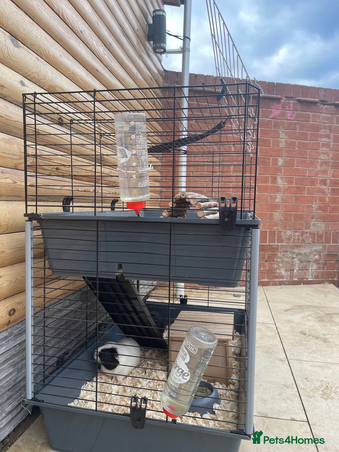 Guinea Pig rodents for sale: For Sale 2 Guinea Pigs With Cage and Accessories  - Image 9