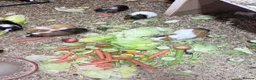 Guinea Pig rodents for sale: Beautiful guinea pigs  in Newcastle upon Tyne - Advert 4