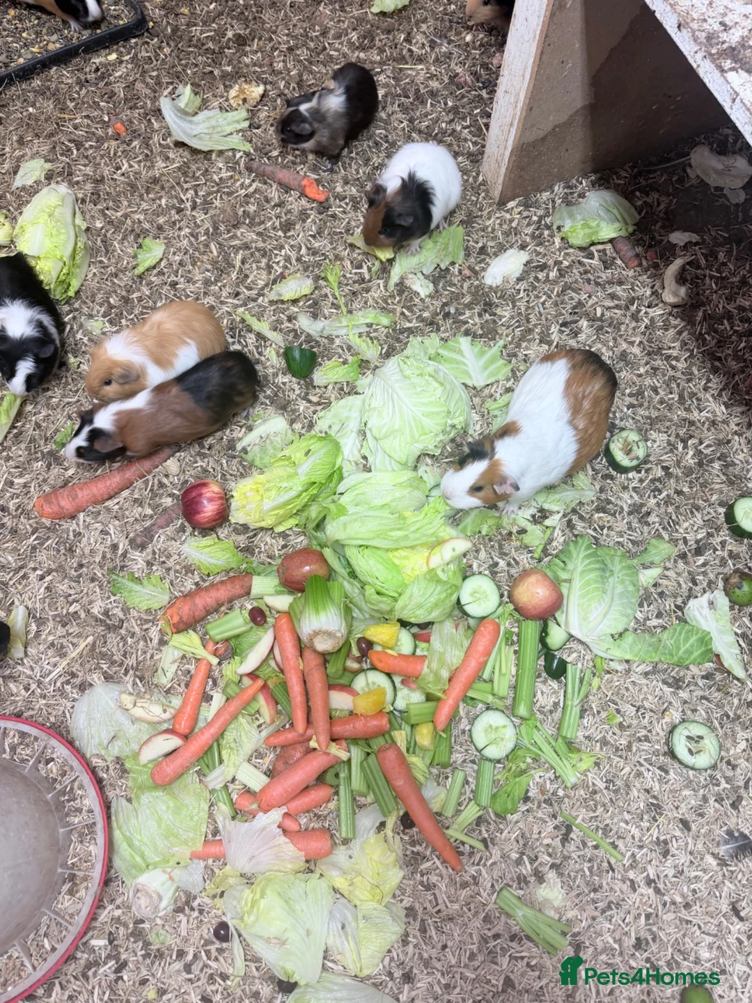 Guinea Pig rodents for sale: Beautiful guinea pigs  in Newcastle upon Tyne - Advert 4