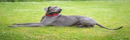 Great Dane dogs for stud: fully health tested proven outstanding solid blue in Thetford - Advert 7