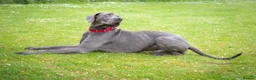 Great Dane dogs for stud: fully health tested proven outstanding solid blue in Thetford - Advert 7