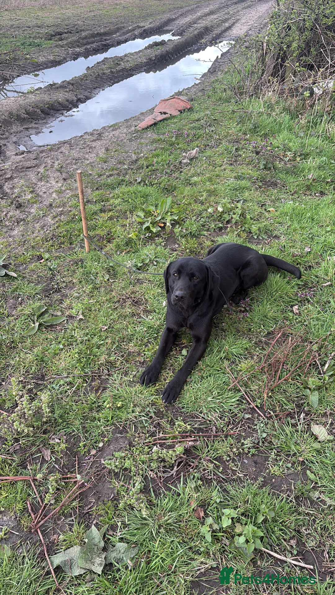 Labrador Retriever dogs for sale: 3 year old Labrador bitch  in Liverpool - Advert 1