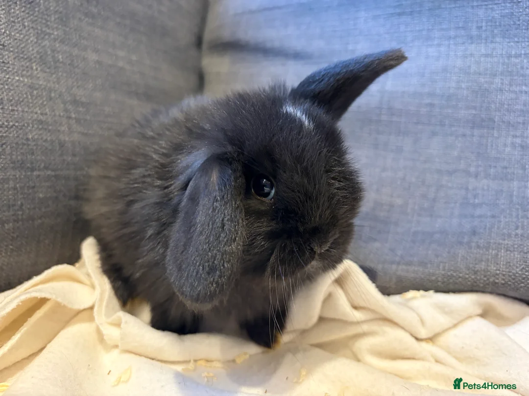 Mini Lop rabbits for sale: beautiful friendly mini lops  - Advert 4
