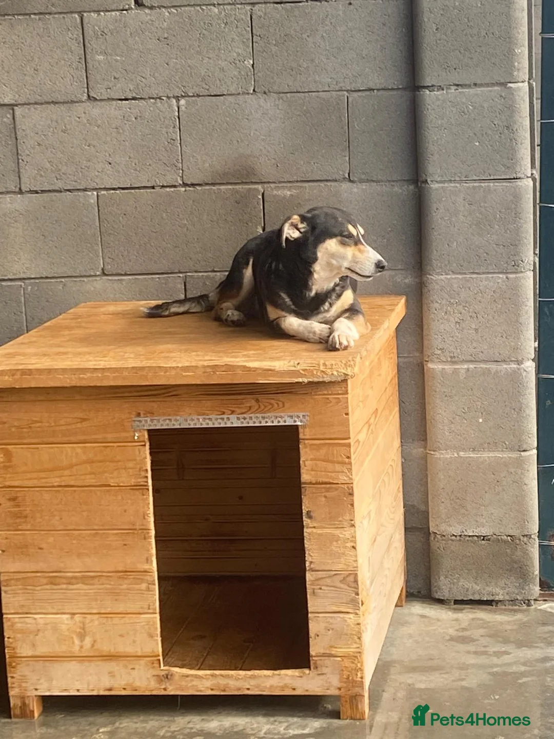 Mixed Breed dogs for adoption: Sybil, Approx 7 years. Available for adoption. - Advert 5