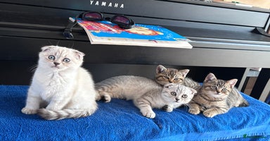 Mixed Breed cats - Advert 12