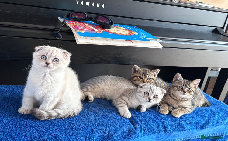 Mixed Breed cats - Advert 13