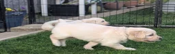 Golden Retriever dogs for sale: LAST GIRL Chunky cream and golden puppy  - Advert 13