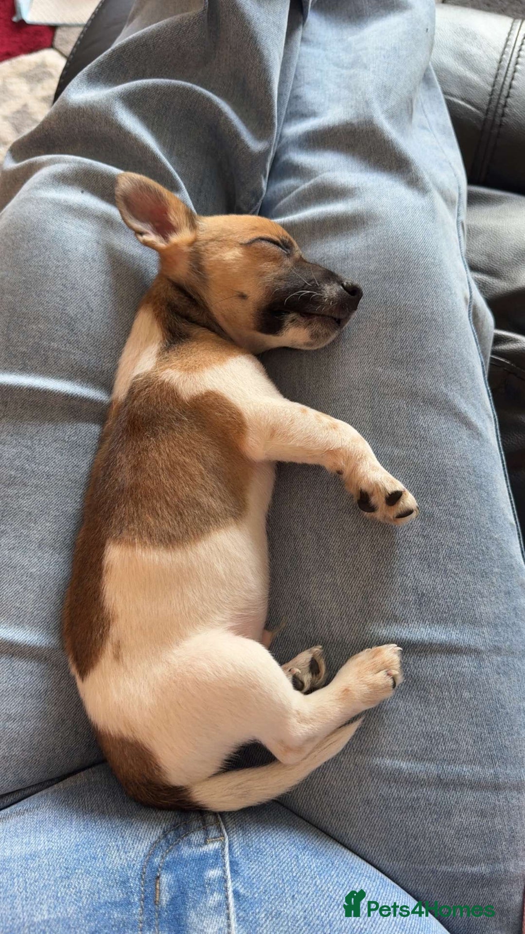 Jack Russell dogs for sale: Jack Russell puppy  - Image 4