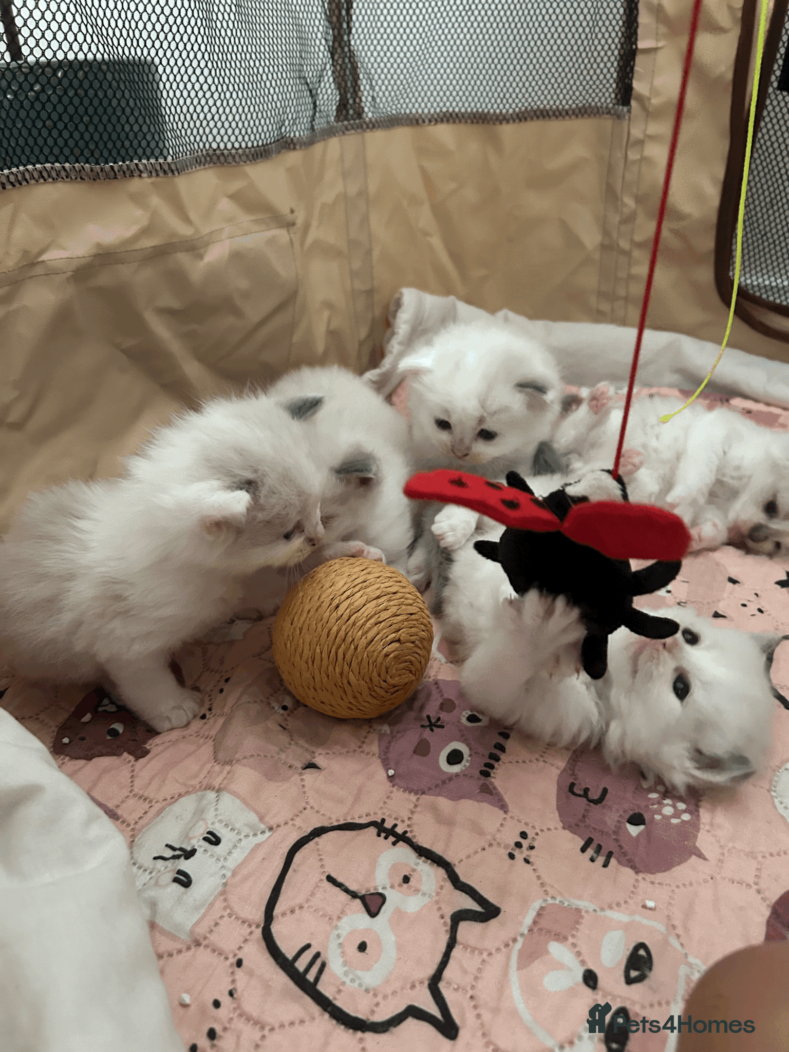 Ragdoll cats Pure Ragdoll Kittens - Advert 1