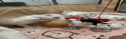 Ragdoll cats for sale: Pure Ragdoll Kittens - Advert 1