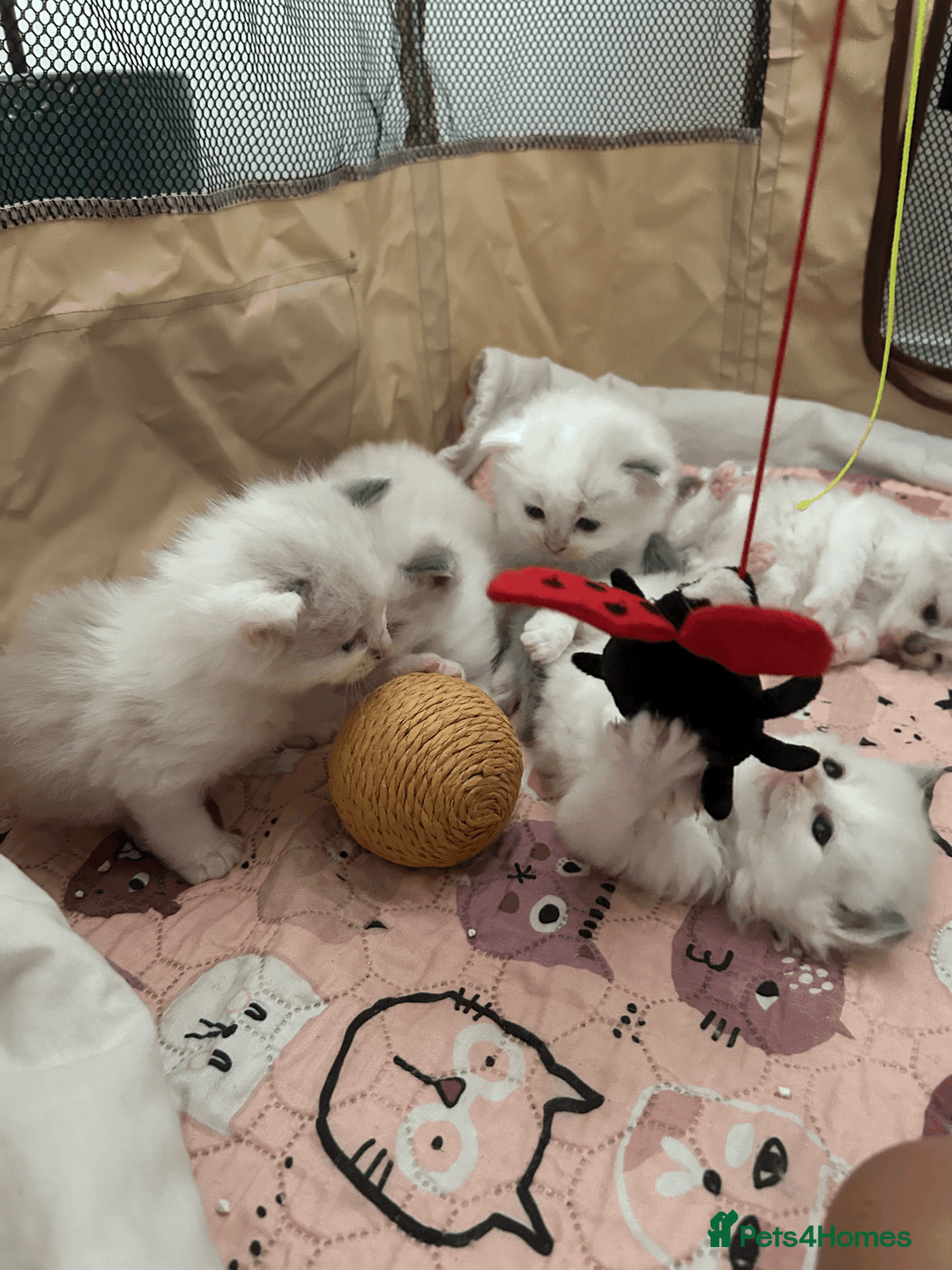 Ragdoll cats for sale: Pure Ragdoll Kittens - Advert 1