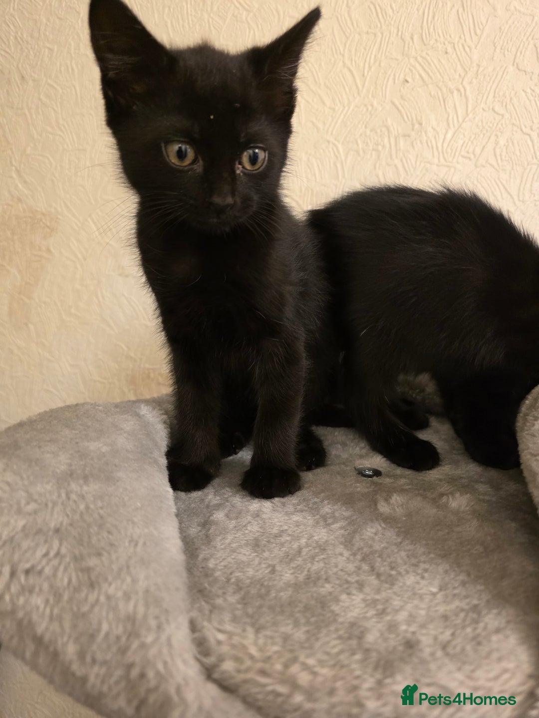 Domestic Shorthair cats for sale: 6 kittens ready for sale, 2 months old - Image 13
