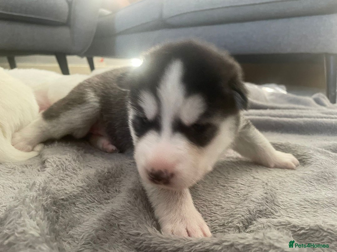 Siberian Husky dogs for sale: Gorgeous Husky puppies - Image 9