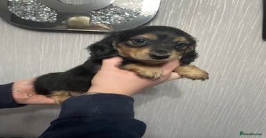 Miniature Dachshund dogs - Advert 10