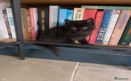 Ragdoll cats for sale: Tabby or black Ragdoll x kittens - Image 35