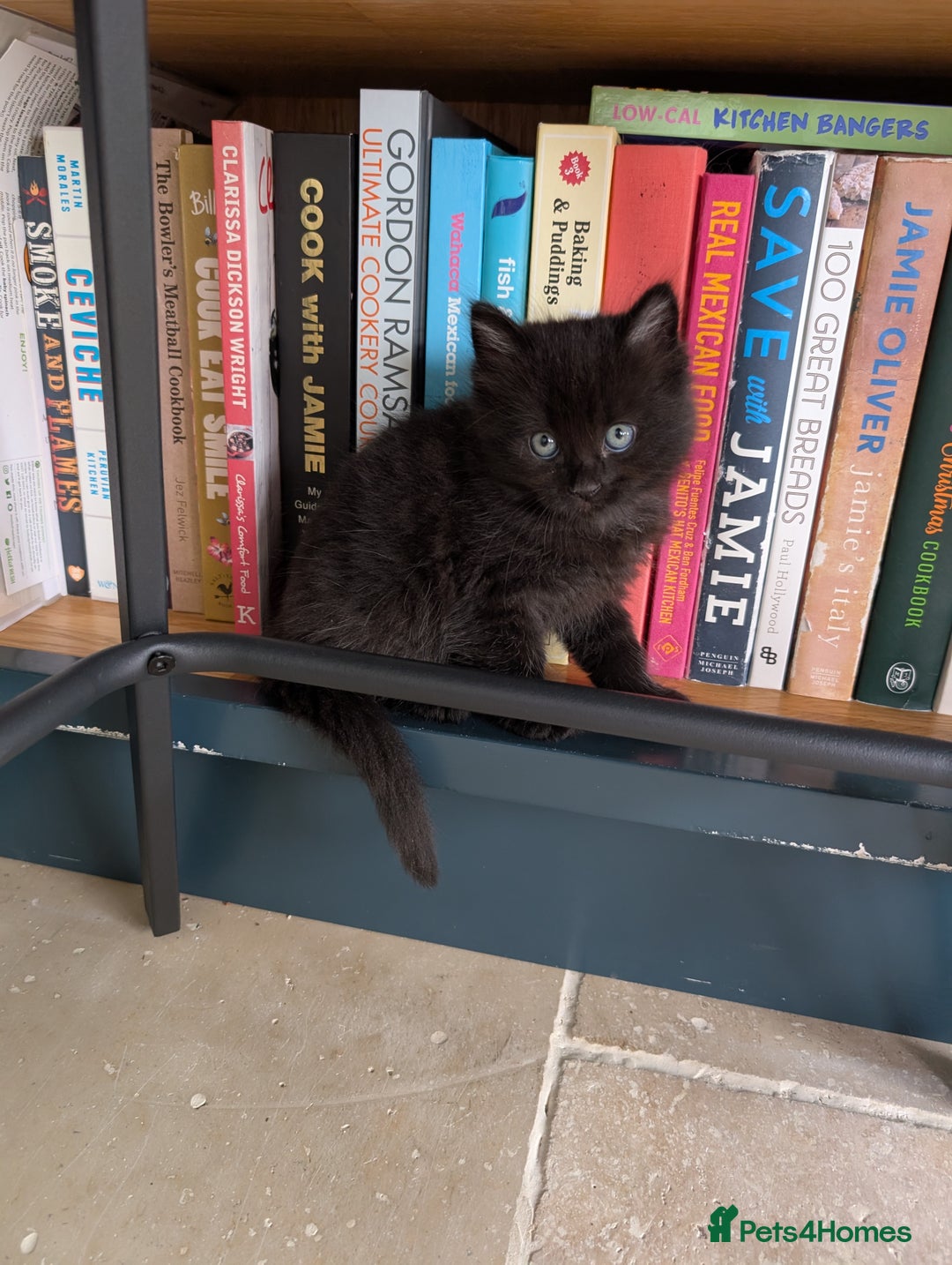Ragdoll cats for sale: Tabby or black Ragdoll x kittens - Image 35