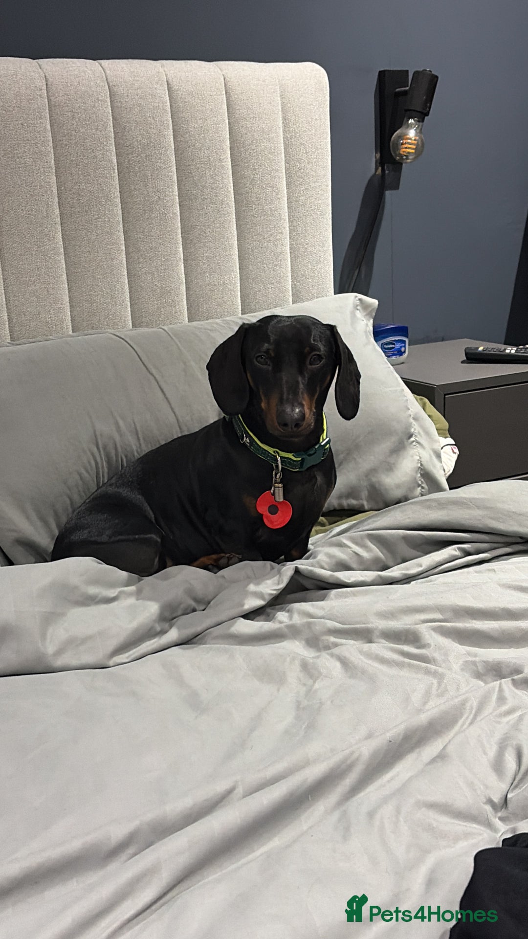 Dachshund dogs for sale: Dachshund Black and Tan male - Slinky - Advert 2