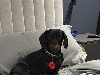 Dachshund dogs Dachshund Black and Tan male - Slinky - Advert 4