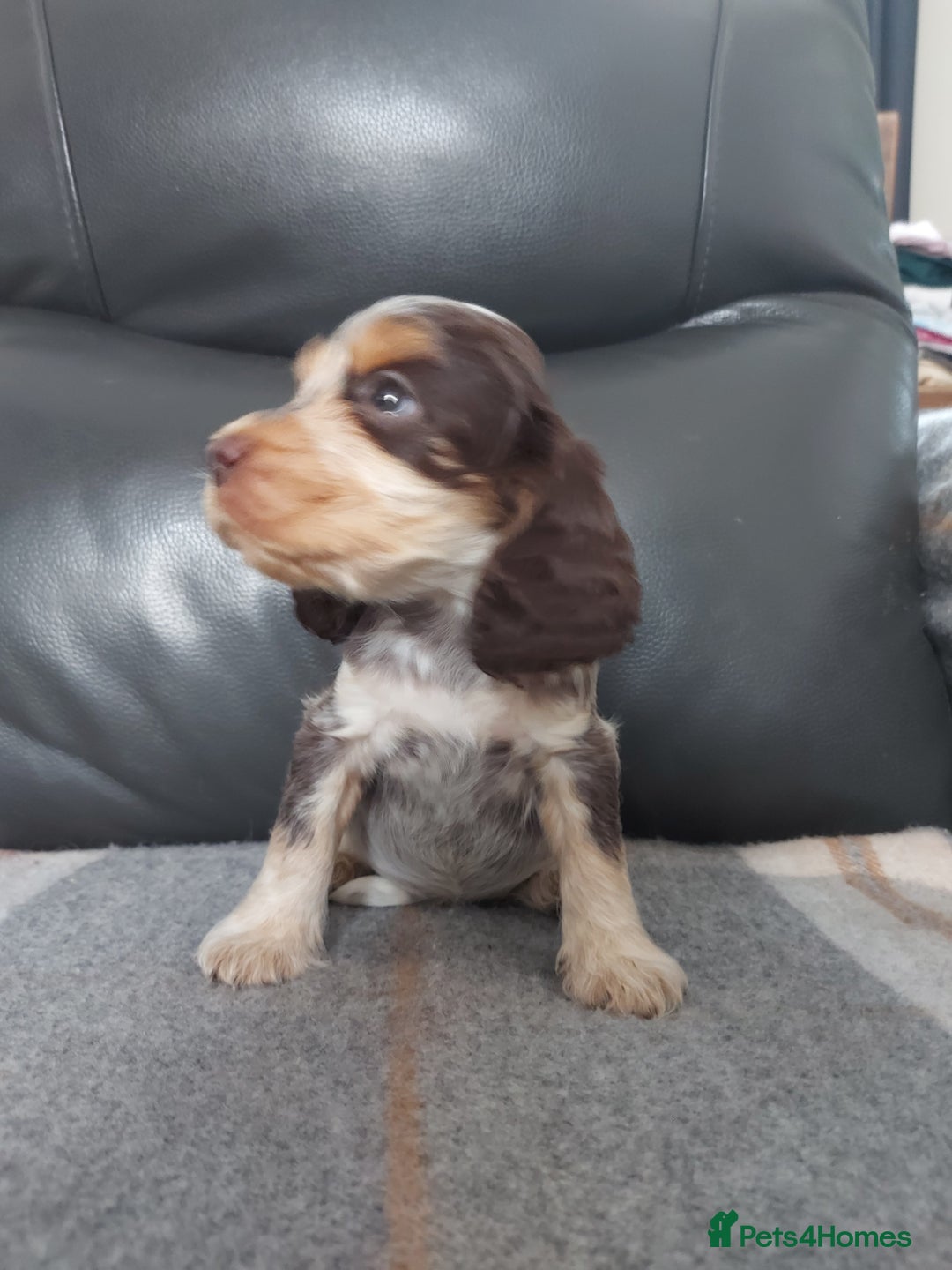 Cocker Spaniel dogs for sale: 8 beautiful kc reg show cocker puppy for sale - Image 11