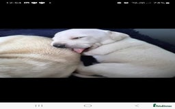 Miniature Dachshund dogs for stud: EXCEPTIONAL KC CREAM SMOOTH MINATURE DAXI STUD in Hinckley - Image 8