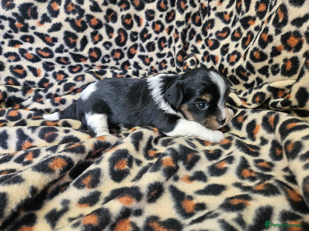 Yorkshire Terrier dogs for sale: 🤎 DNA tested parents 🤎 Yorkie puppies  - Advert 16