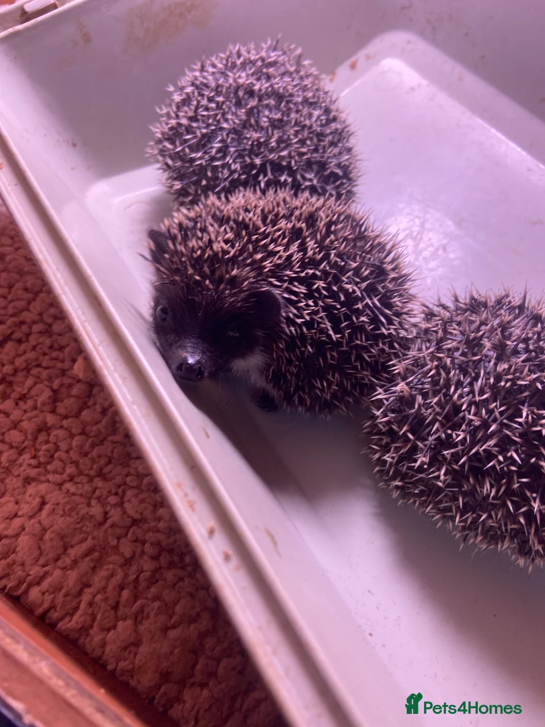 Pygmy Hedgehog rodents for sale: African Pygmy hedgehogs  - Advert 2